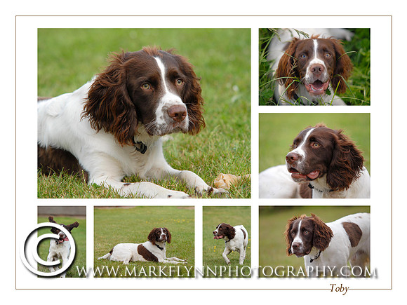 Pet Portraits Montages