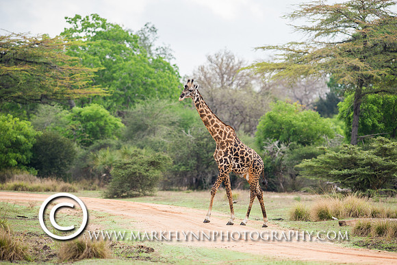 MAF_078