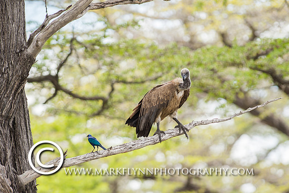 MAF_165