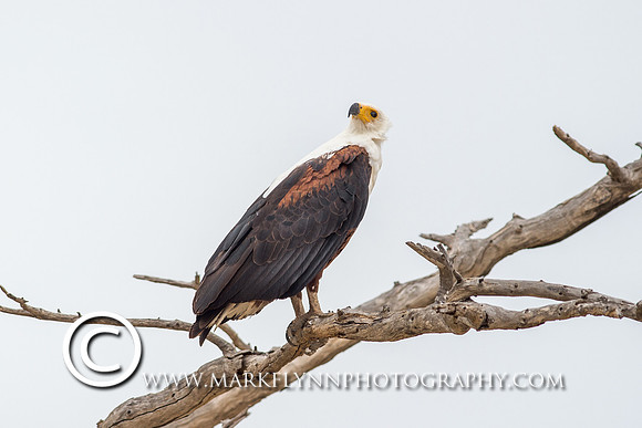 MAF_305