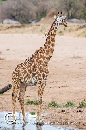 MAF_078