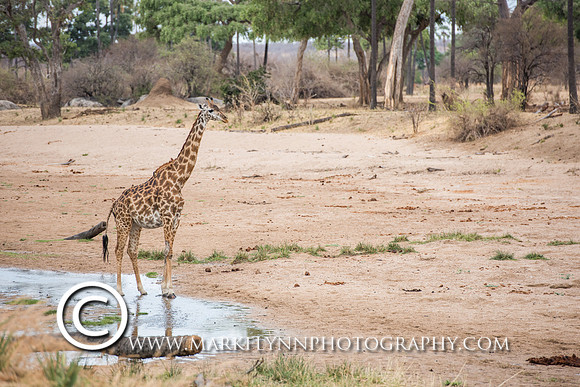 MAF_082