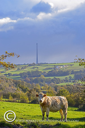 Emley Moor & Cow