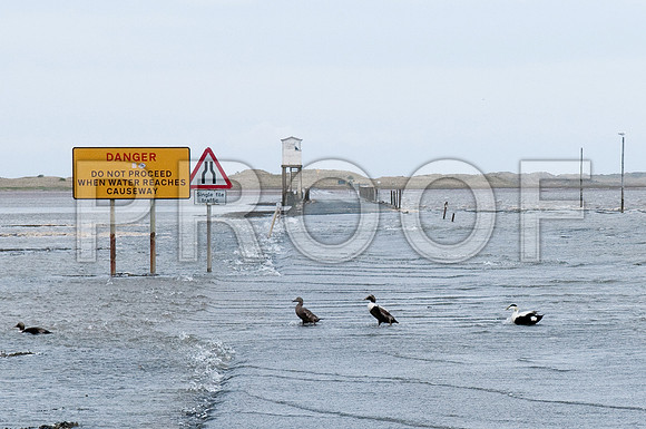 Lindisfarne Tide In