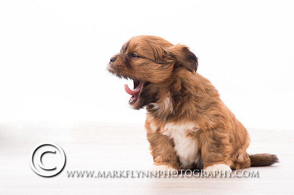 MAF_0232
